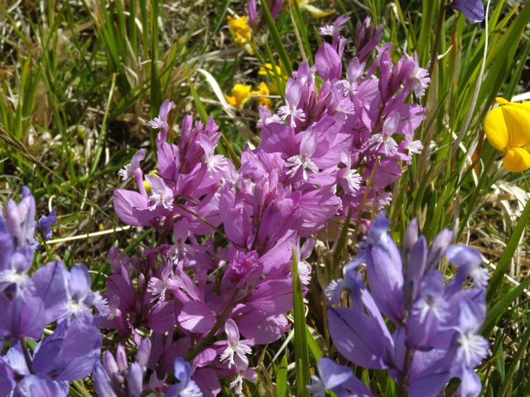 Polygala major / Poligala maggiore