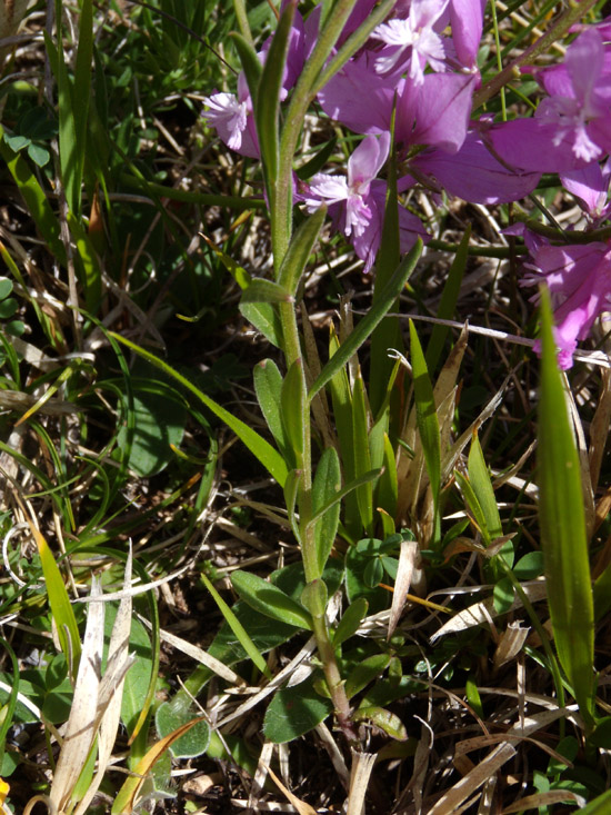 Polygala major / Poligala maggiore