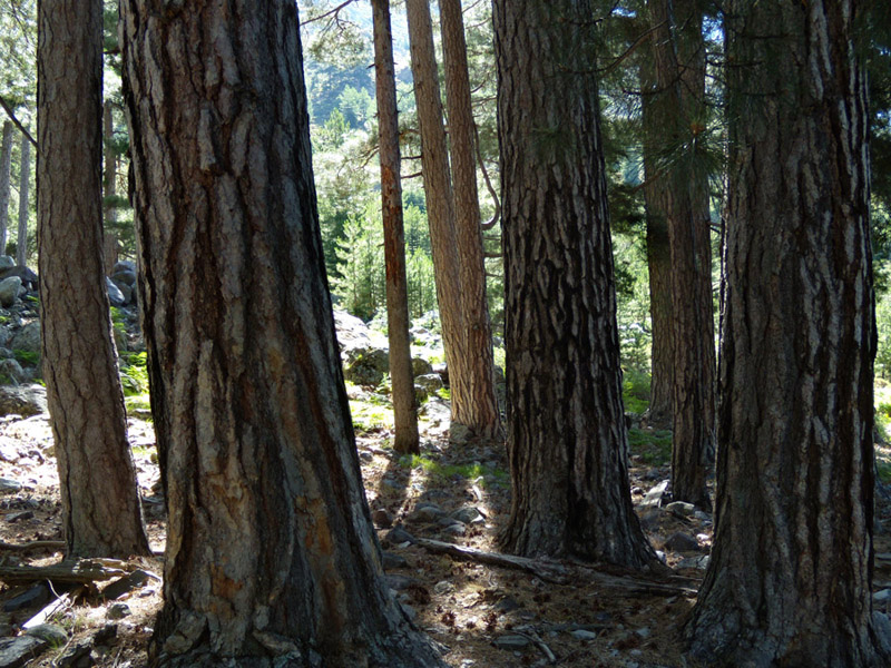 Pinus nigra ssp. laricio