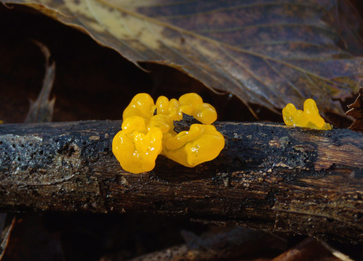 Tremella... se ricordo bene