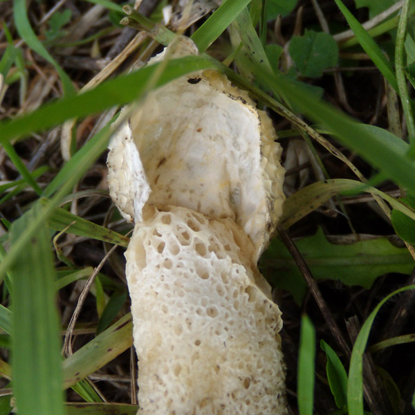 Phallus hadriani, da confermare