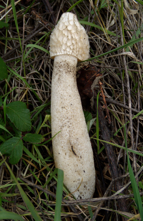 Phallus hadriani, da confermare