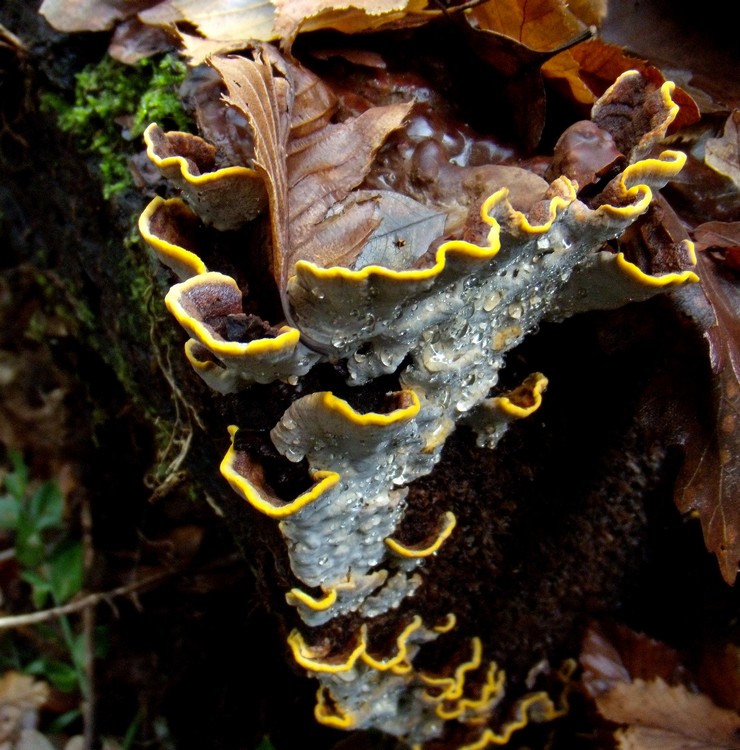 bel lignicolo (Xylobolus subpileatus)