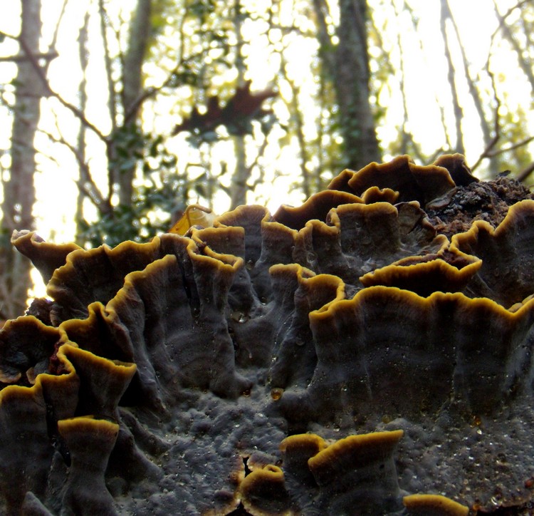 bel lignicolo (Xylobolus subpileatus)