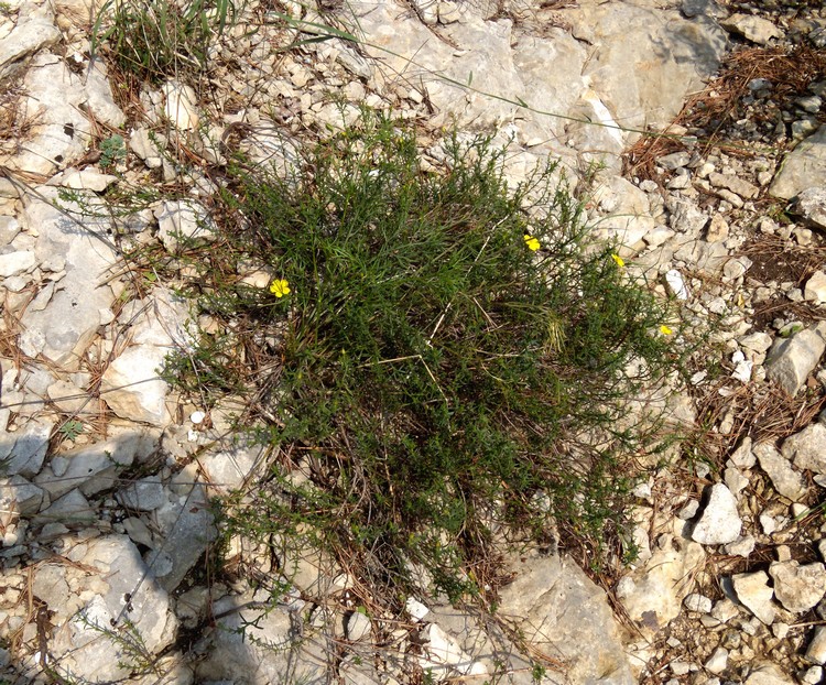 Fumana ericifolia (=Fumana ericoides) / Fumana mediterranea