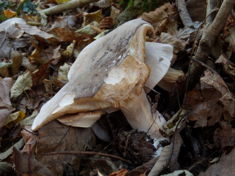 Clitocybe...