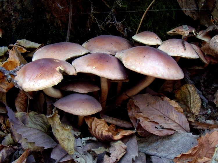 Hypholoma?