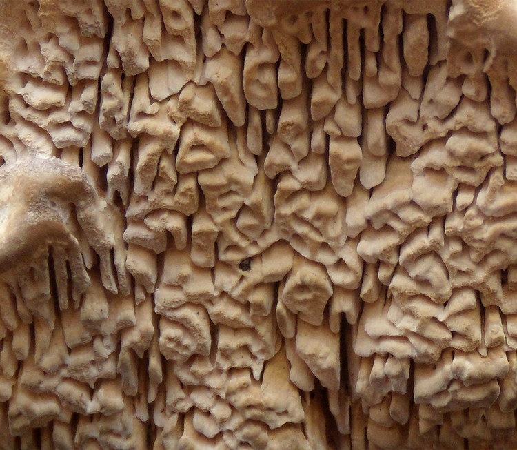 Daedalea ? (Daedalea quercina)