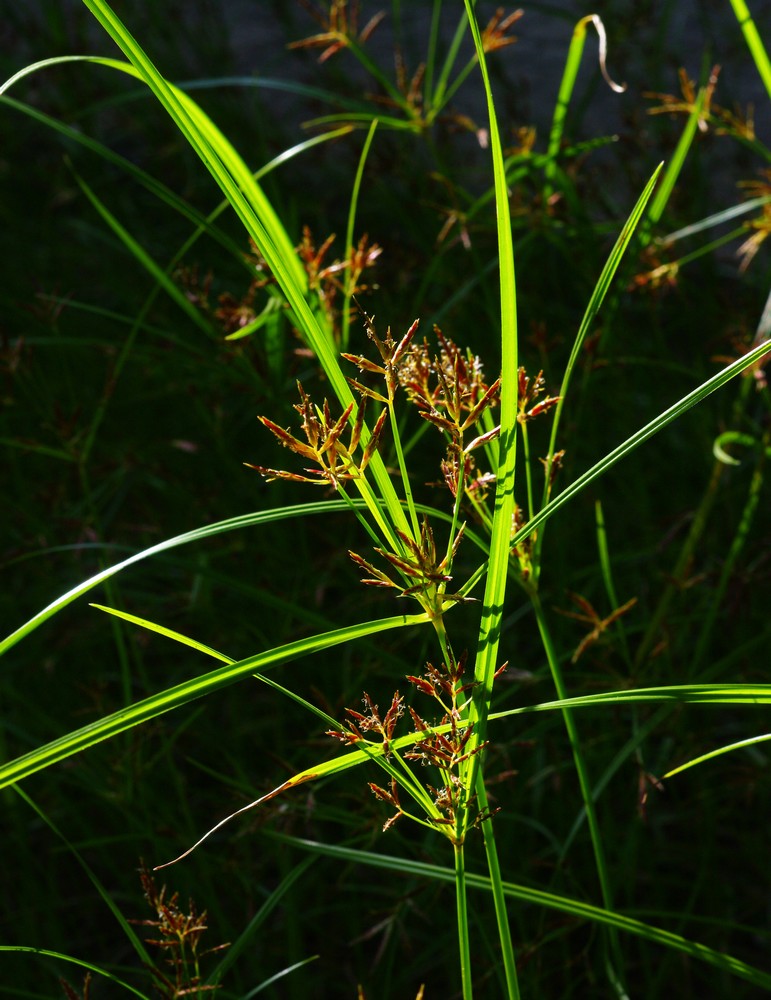 Cyperus rotundus / zigolo infestante