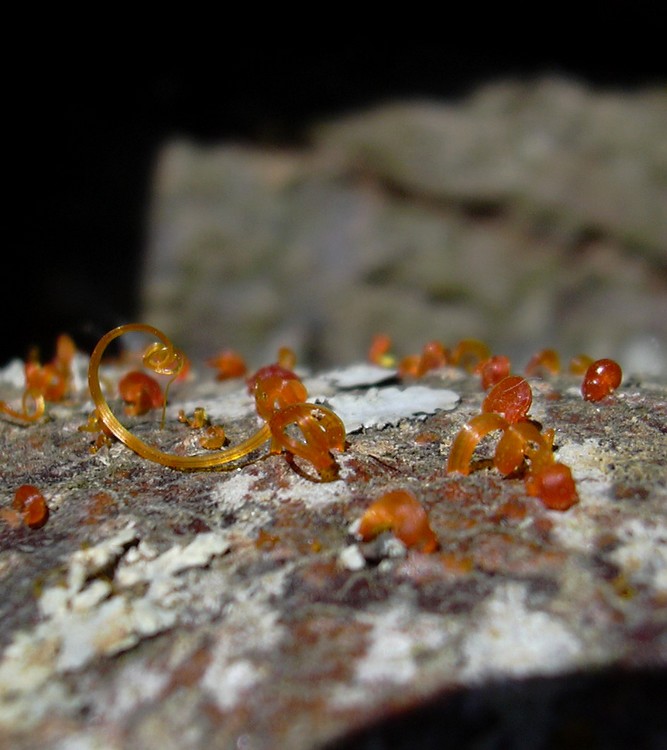 pi� lignicoli di cos�...