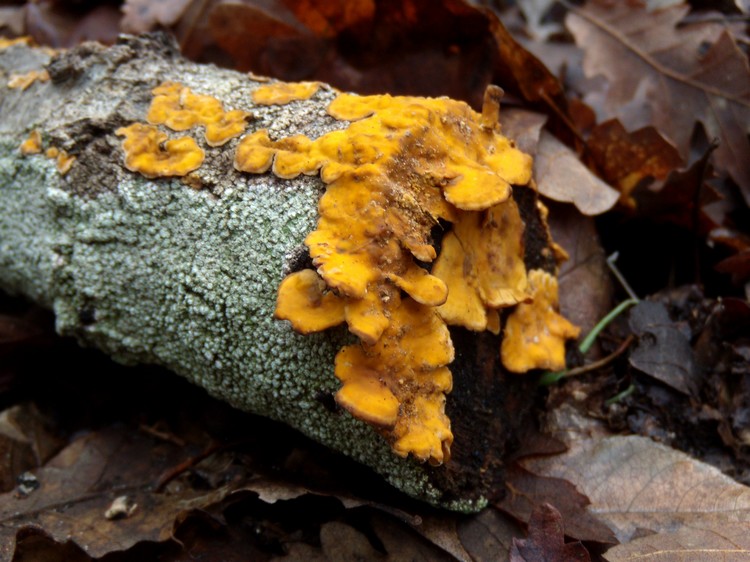 lignicolo giallo (Stereum hirsutum)