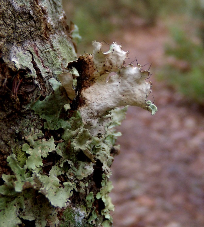 Parmotrema hypoleucinum - lichene su tronco