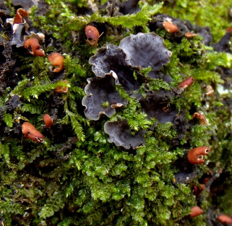 Peltigera sp. - lichene su quercia