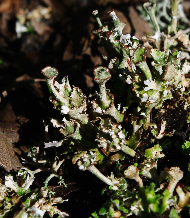 Cladonia 2