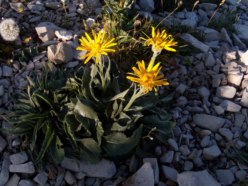 Senecio doronicum / Senecione mezzano