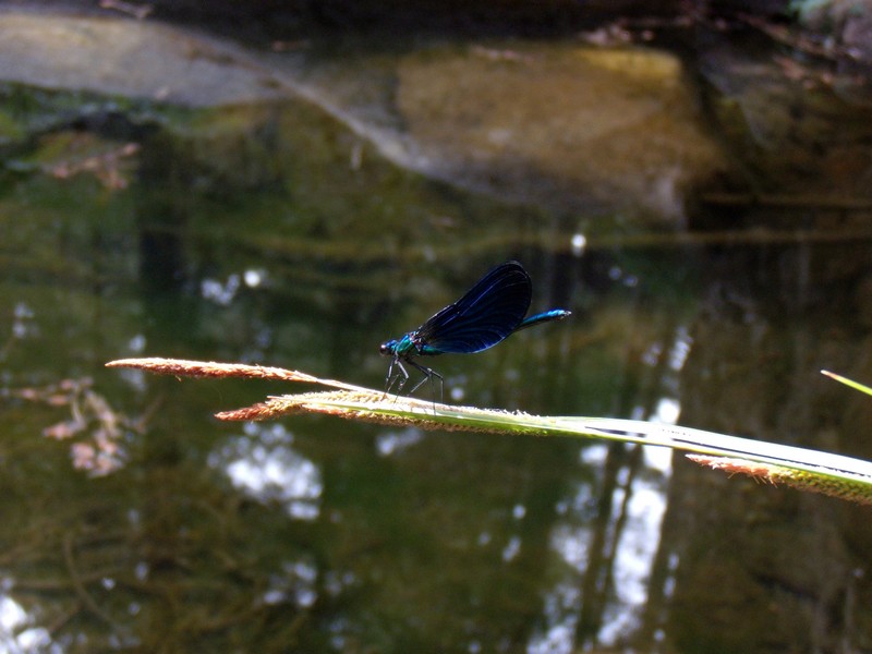 dalla Corsica - Calopteryx virgo meridionalis