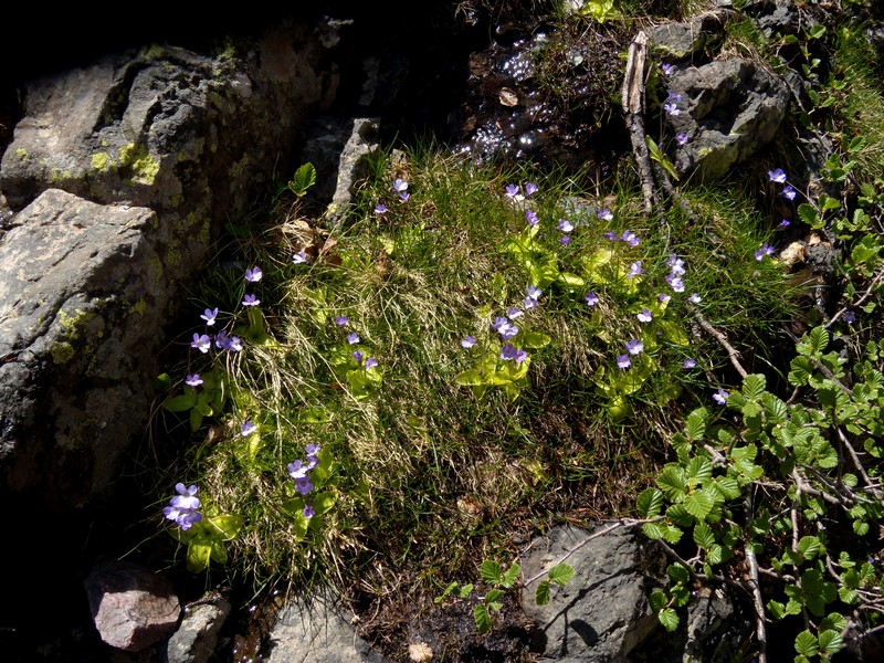 Pinguicula corsica