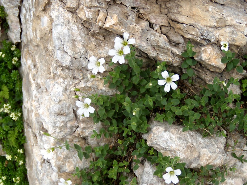 Arenaria bertolonii / Arenaria di Bertoloni