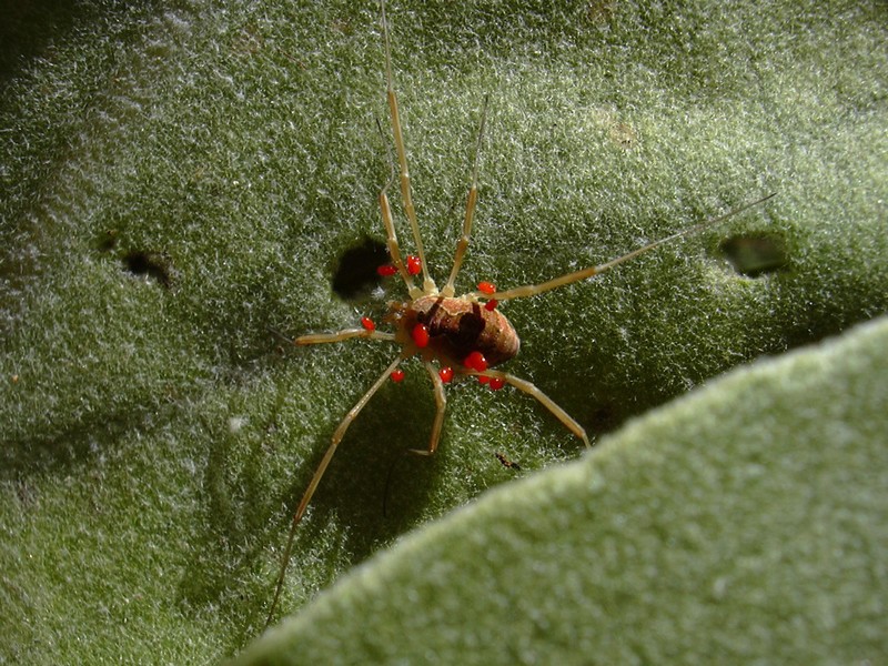 Opilione con acari su verbascum (senza dati)