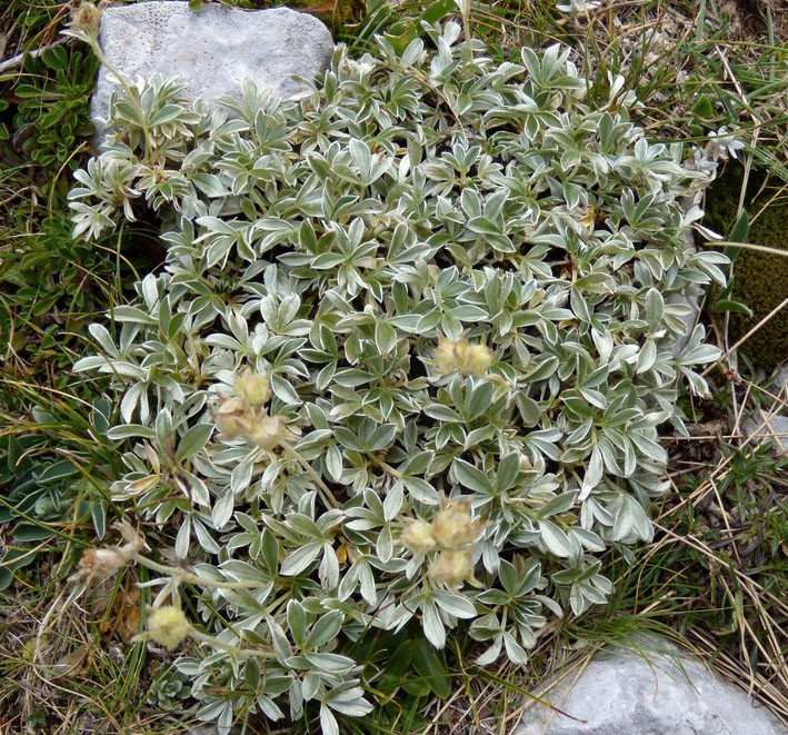 Potentilla apennina ssp. apennina / Cinquefoglia Appenninica