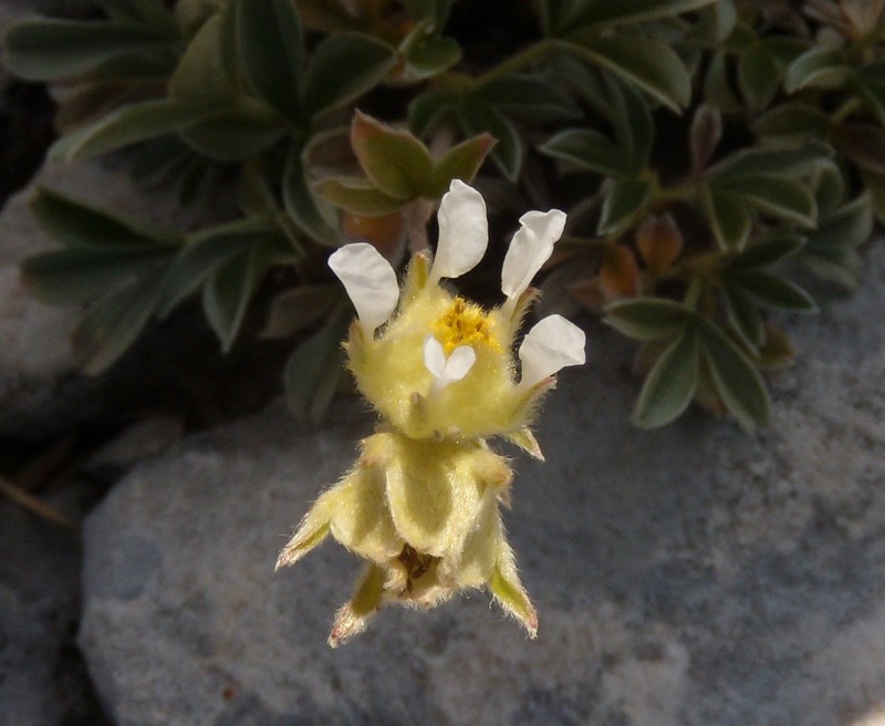 Potentilla apennina ssp. apennina / Cinquefoglia Appenninica