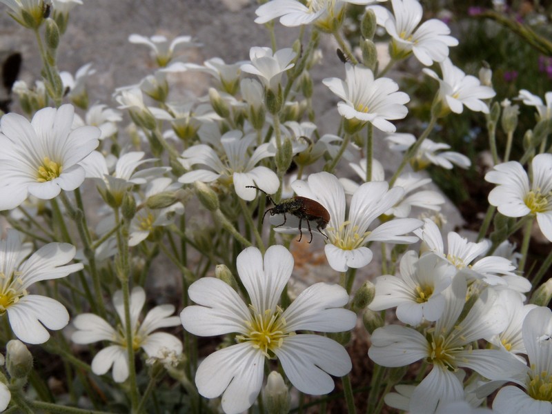 da determinare, su cerastium tomentosum: Omophlus