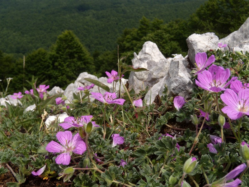 Geranium austroapenninum (=G.cinereum) / Geranio cenerino