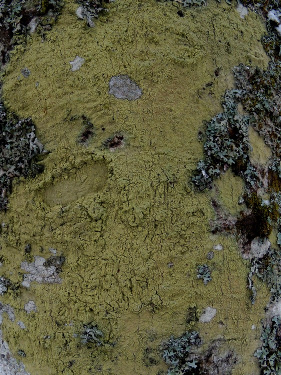 crosta verde