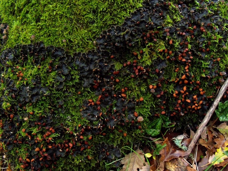 Peltigera sp. - lichene su quercia