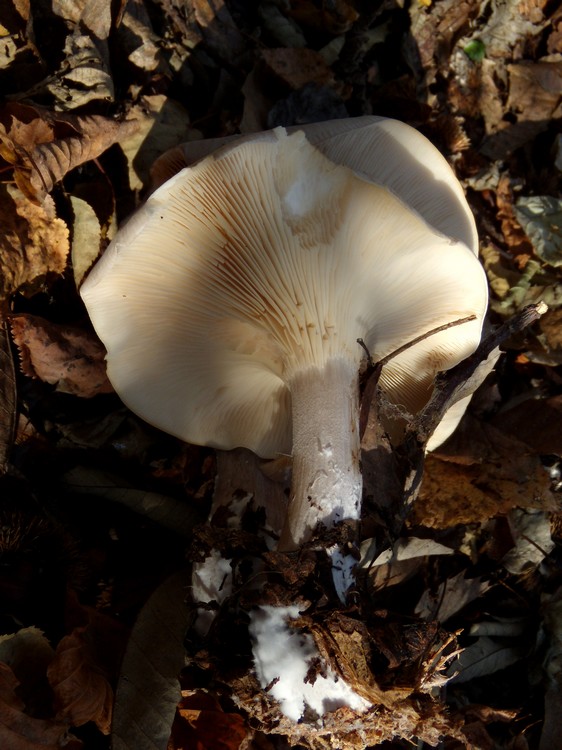 Clitocybe...
