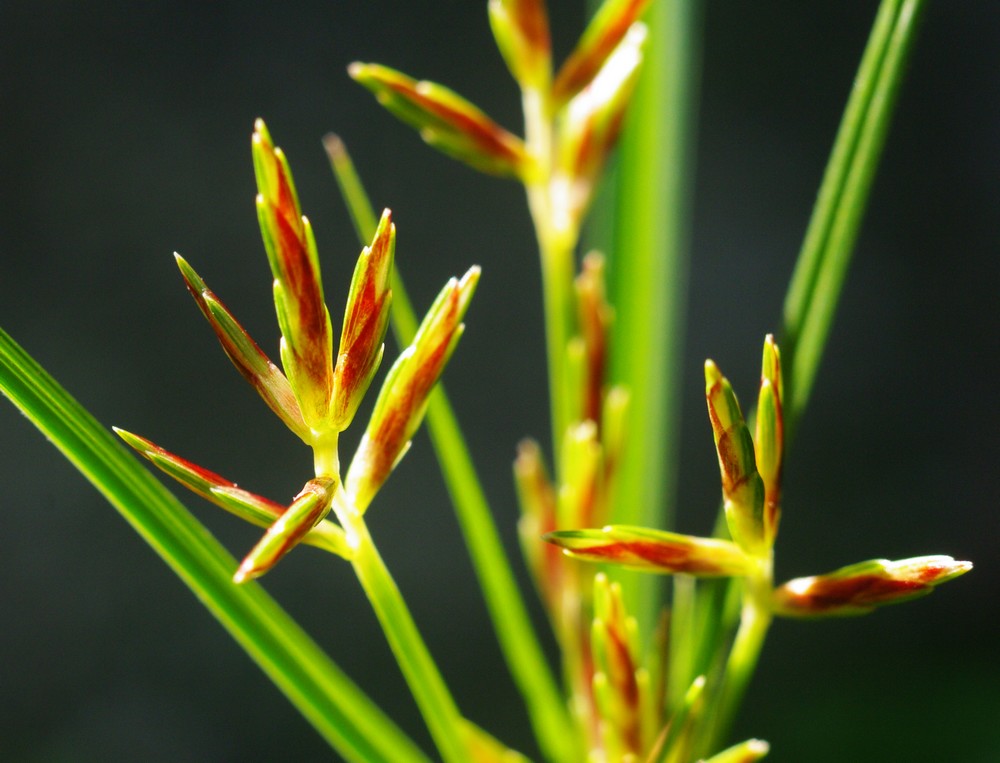 Cyperus rotundus / zigolo infestante