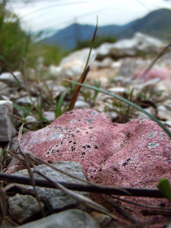 Verrucaria marmorea?