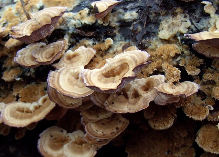 lignicoli (Trichaptum biforme)