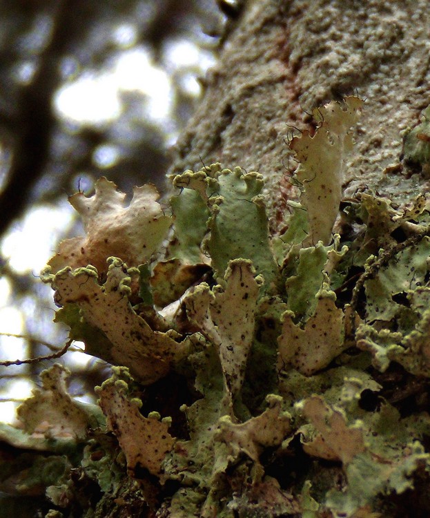 Parmotrema hypoleucinum - lichene su tronco