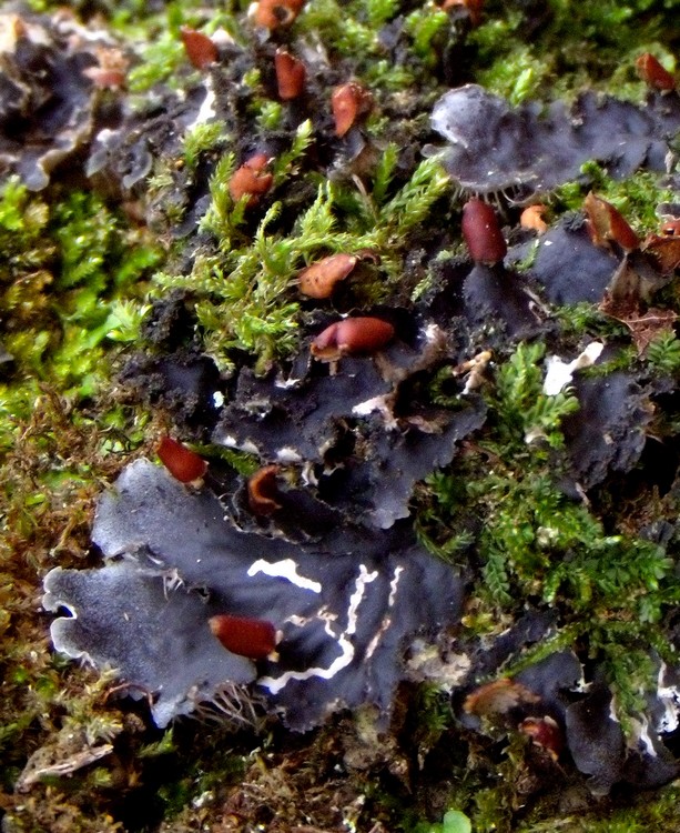 Peltigera sp. - lichene su quercia