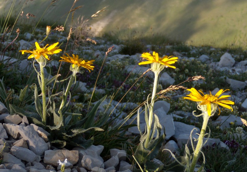 Senecio doronicum / Senecione mezzano