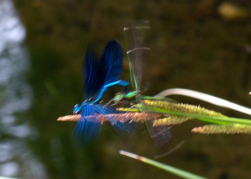 dalla Corsica - Calopteryx virgo meridionalis