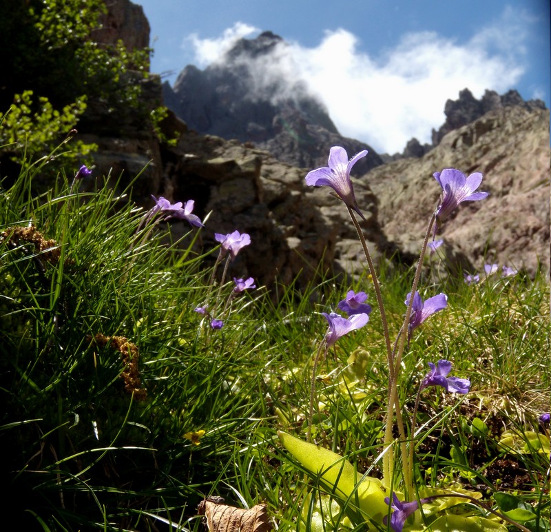 Pinguicula corsica