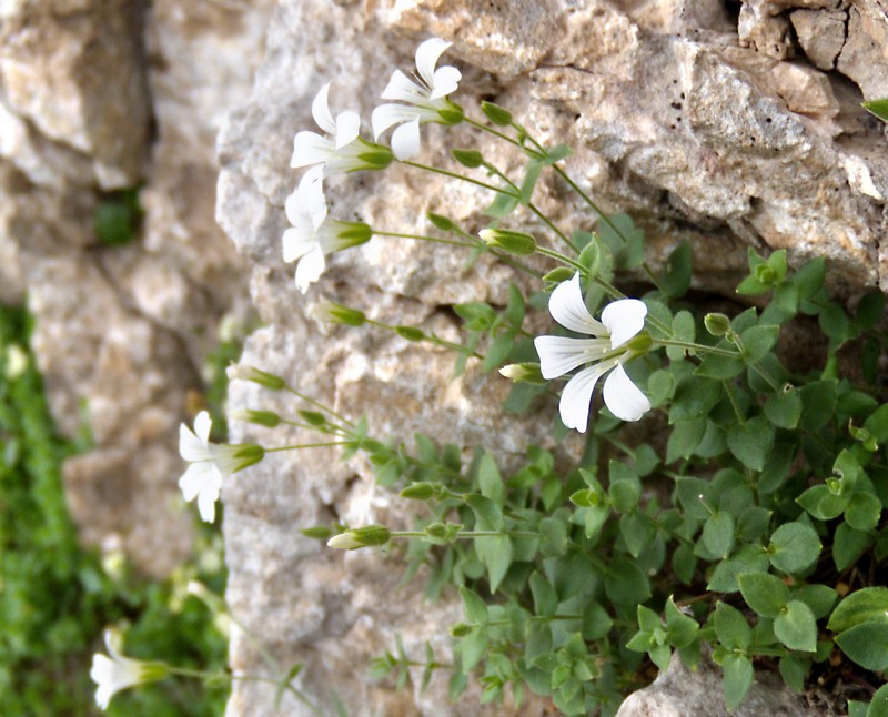 Arenaria bertolonii / Arenaria di Bertoloni