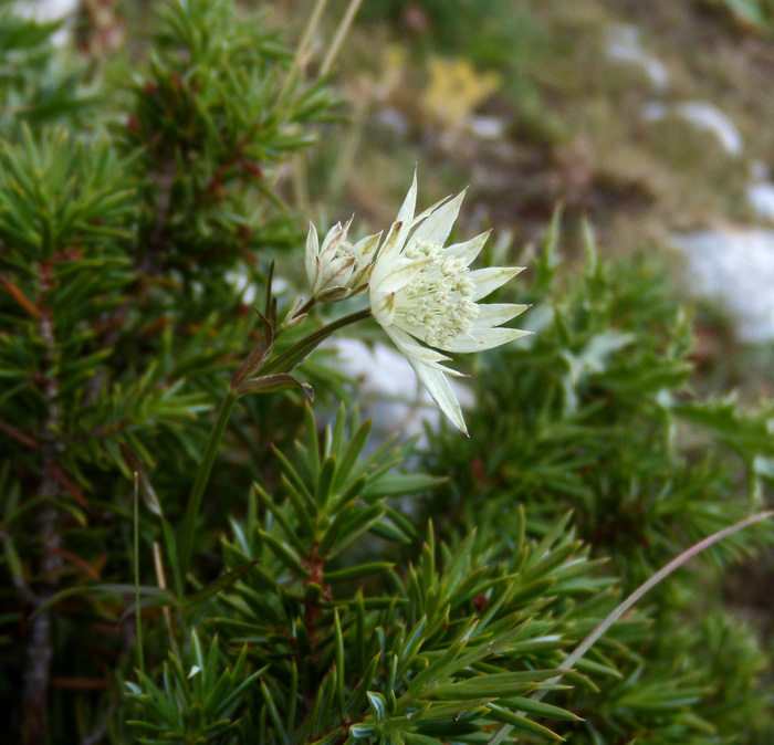 Astrantia pauciflora / Astranzia degli Appennini