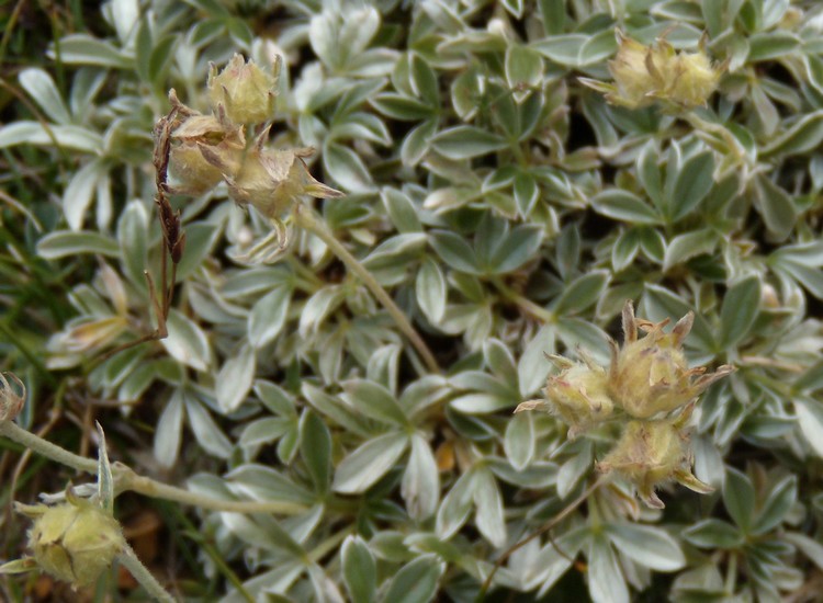 Potentilla apennina ssp. apennina / Cinquefoglia Appenninica