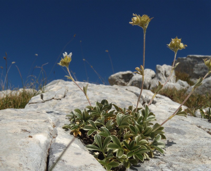 Potentilla apennina ssp. apennina / Cinquefoglia Appenninica