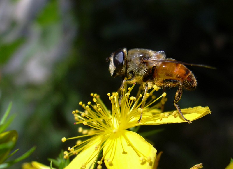 su Hypericum: Estalis tenax F (Syrphidae)