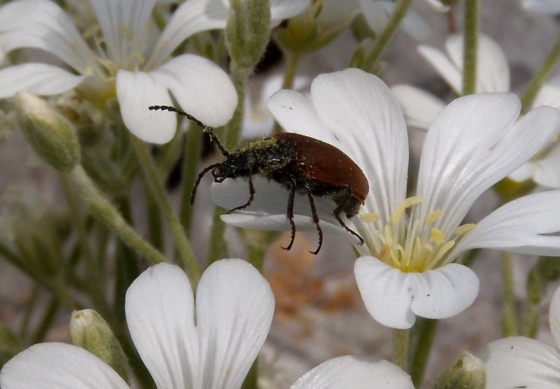 da determinare, su cerastium tomentosum: Omophlus