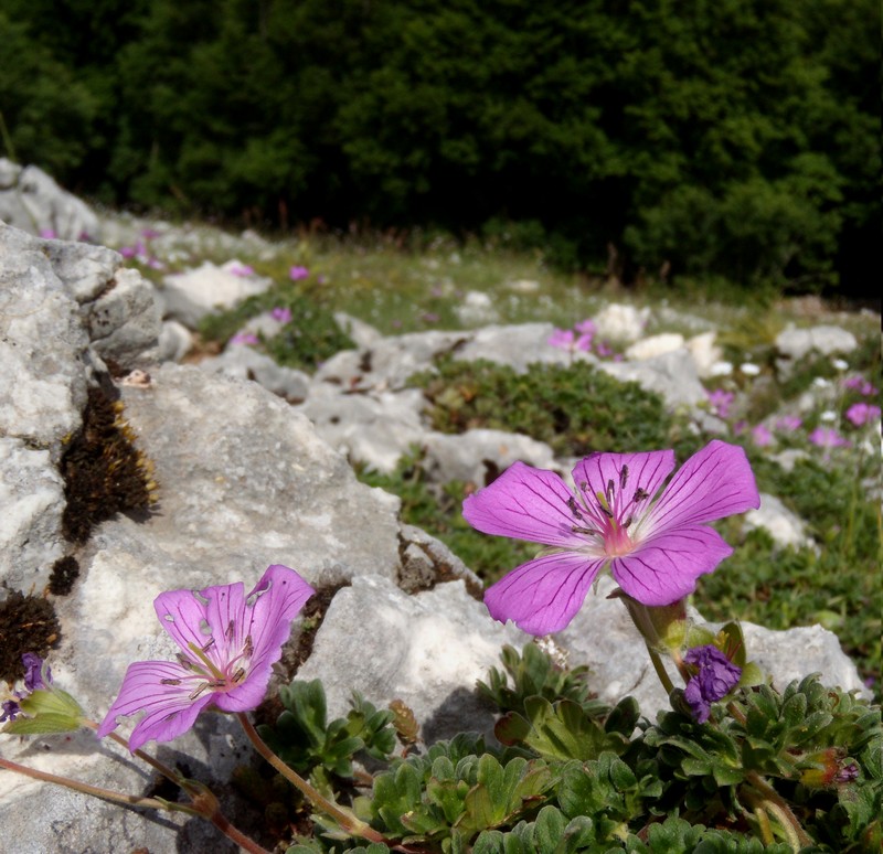 Geranium austroapenninum (=G.cinereum) / Geranio cenerino