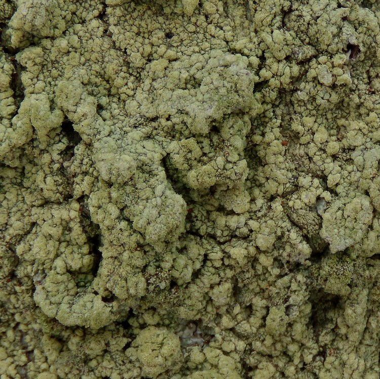 crosta verde