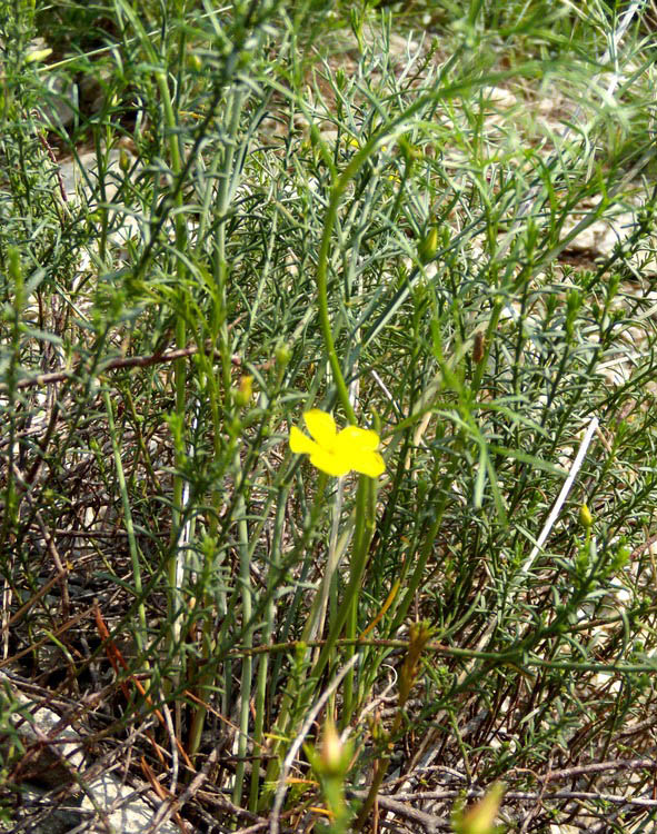 Fumana ericifolia (=Fumana ericoides) / Fumana mediterranea