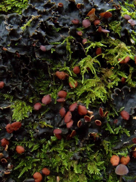 Peltigera sp. - lichene su quercia