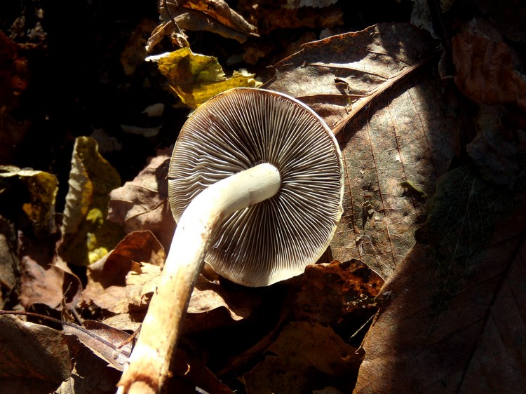 Hypholoma?