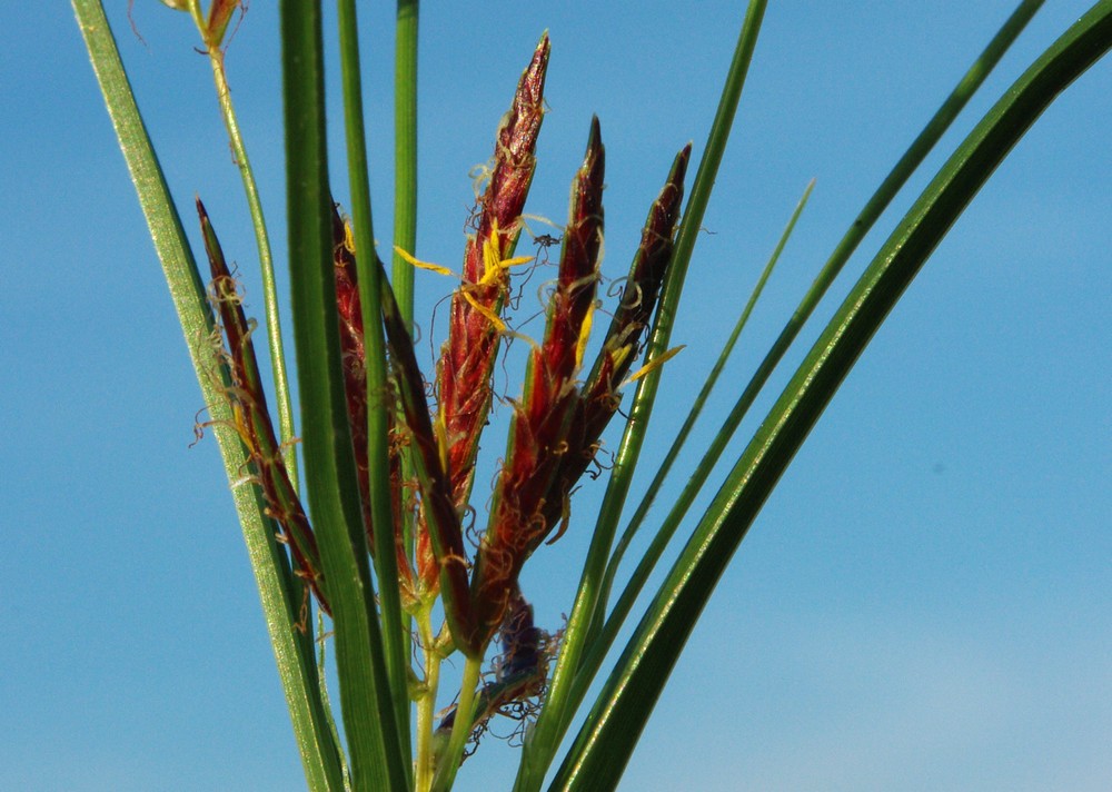 Cyperus rotundus / zigolo infestante